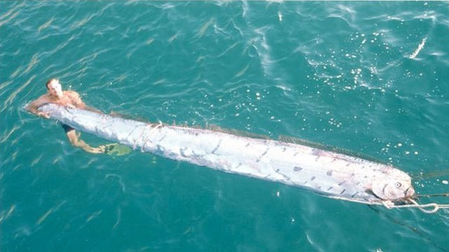 Giant oarfish - Hlistoun Cervenohrivy