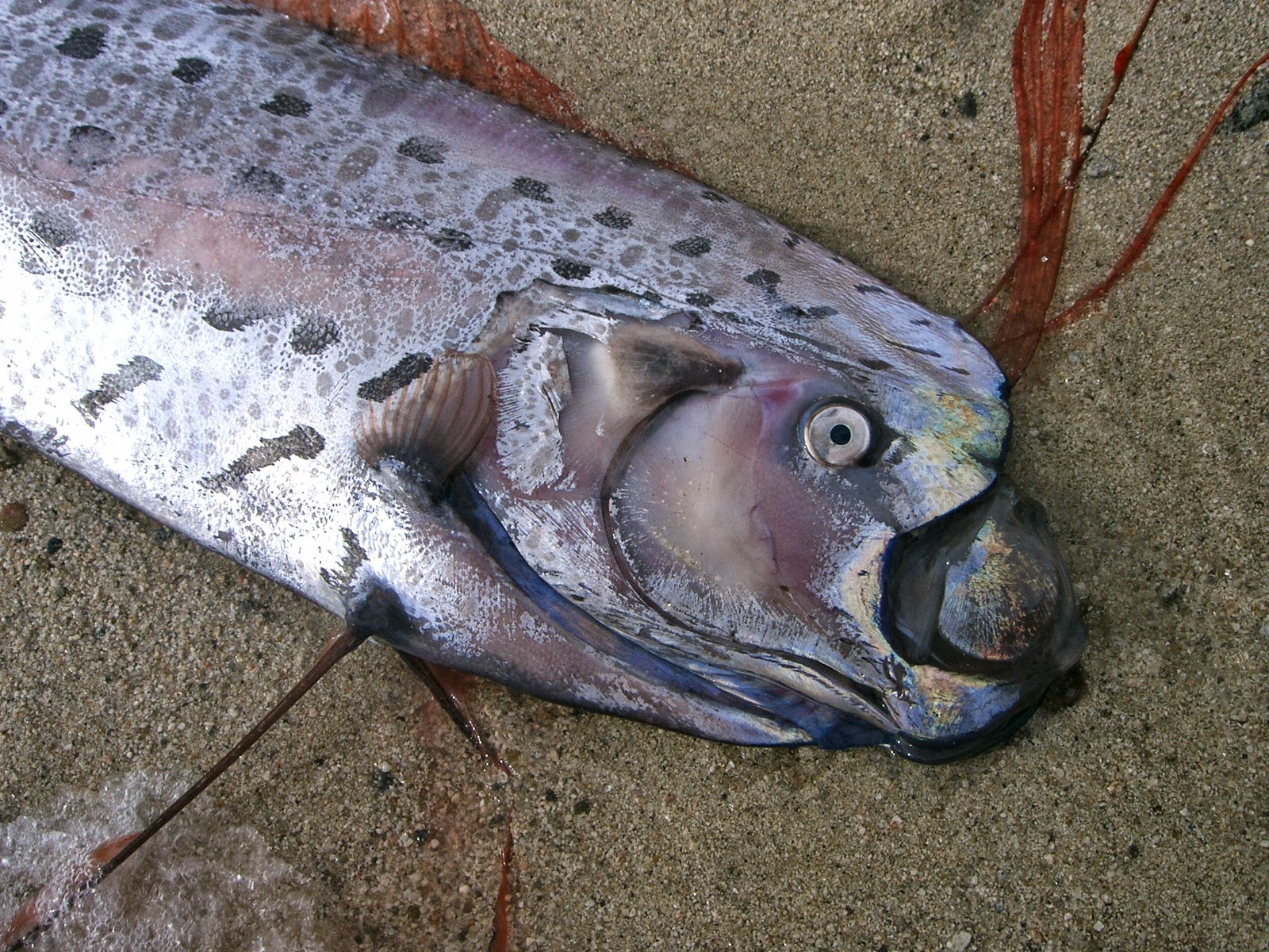 Giant oarfish - Hlístoun červenohřívý