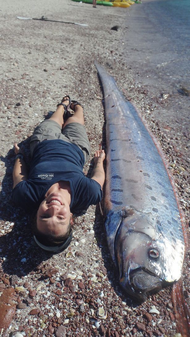 Giant oarfish - Hlístoun červenohřívý