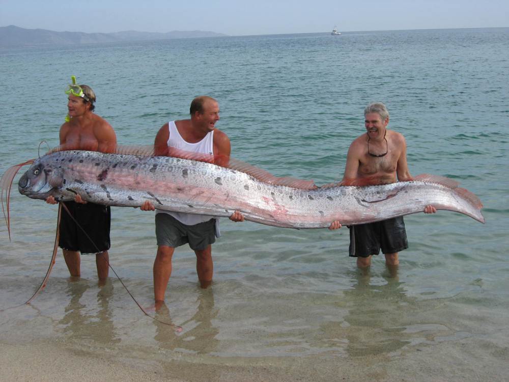 Giant oarfish - Hlístoun červenohřívý