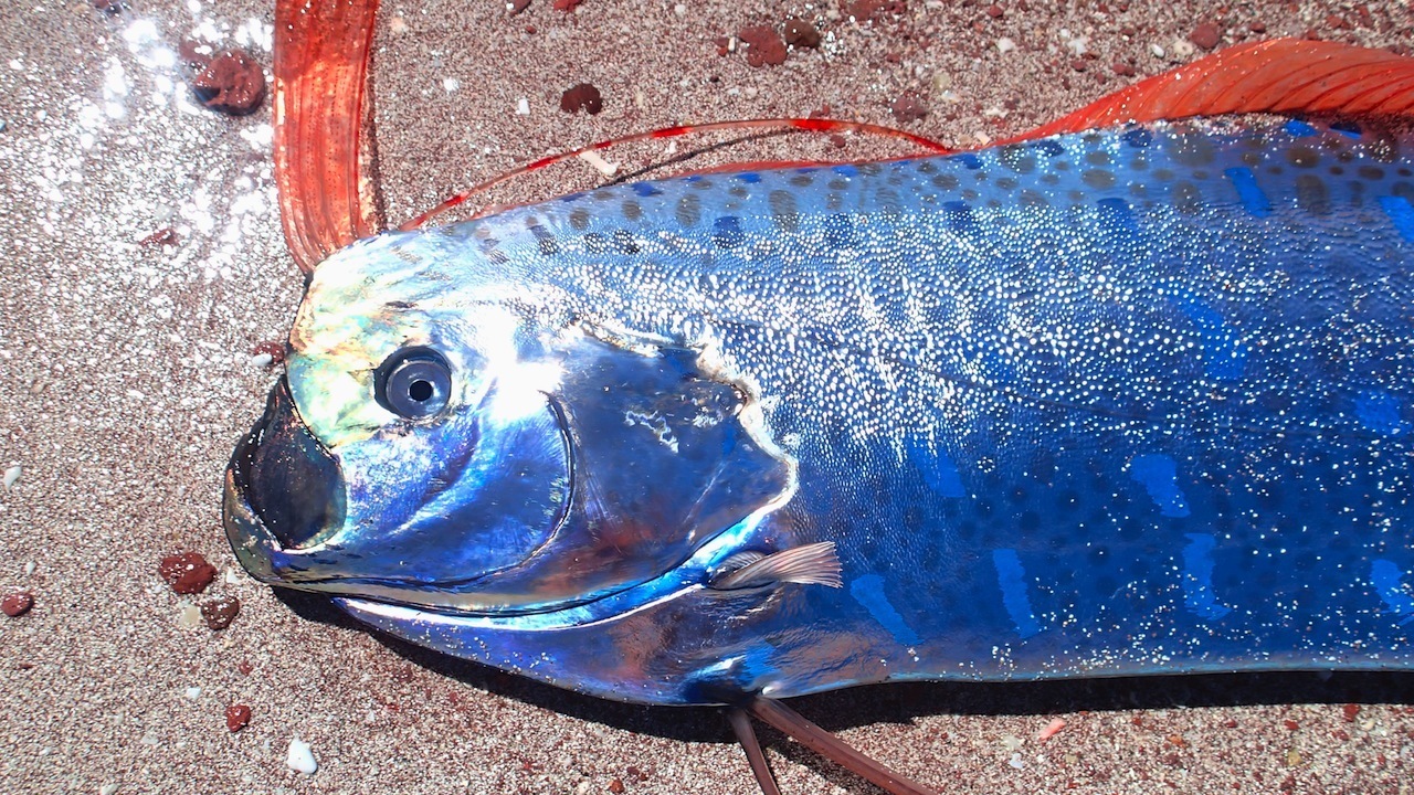 Giant oarfish - Hlístoun červenohřívý