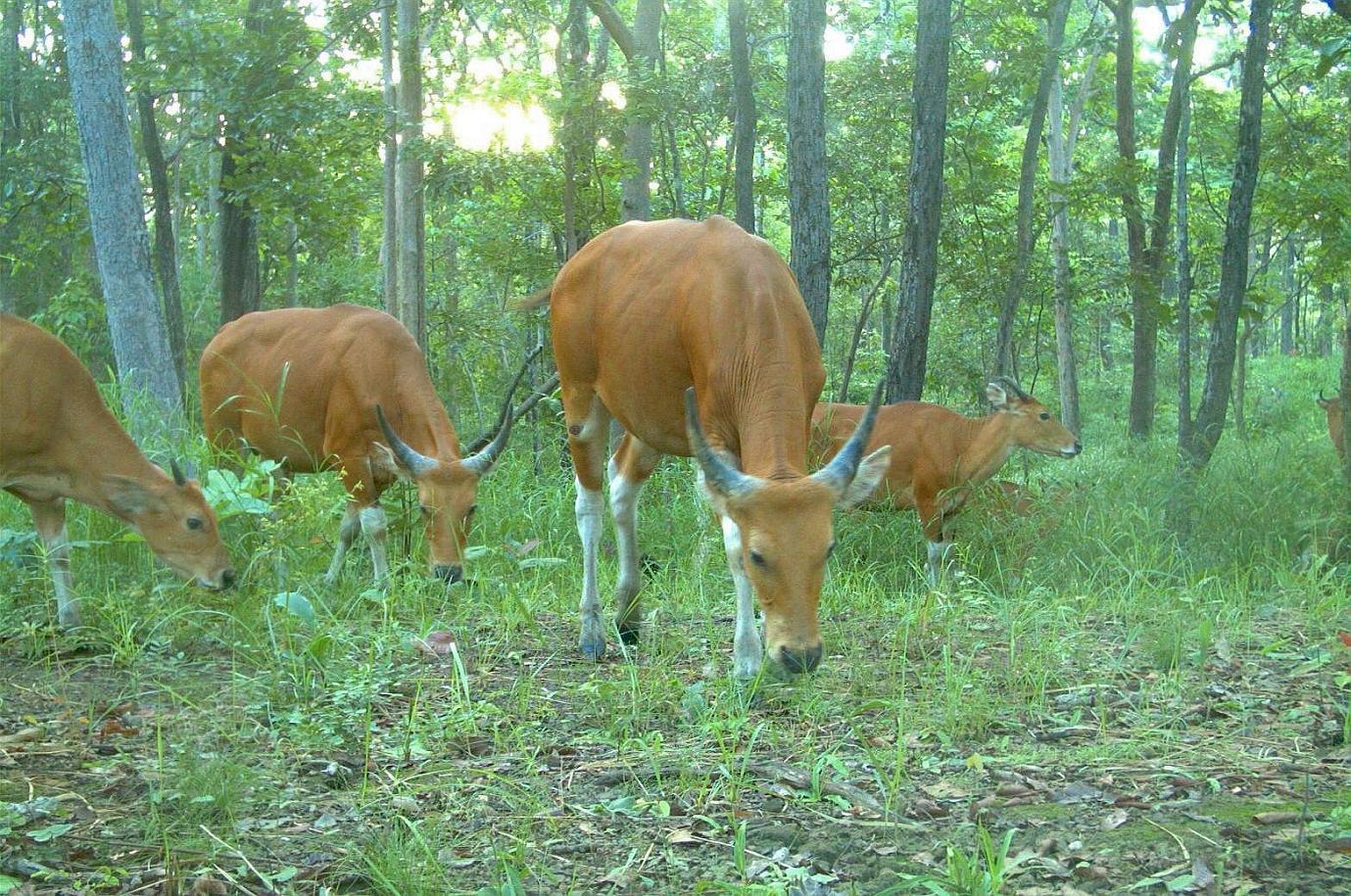 Banteng - Kambodža