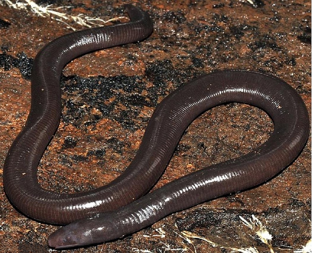 Ichthyophis Cardamomensis - Kambodža