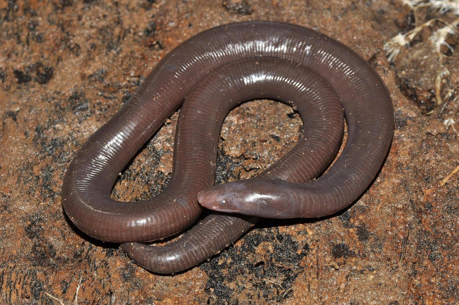 Ichthyophis Cardamomensis - Kambodža