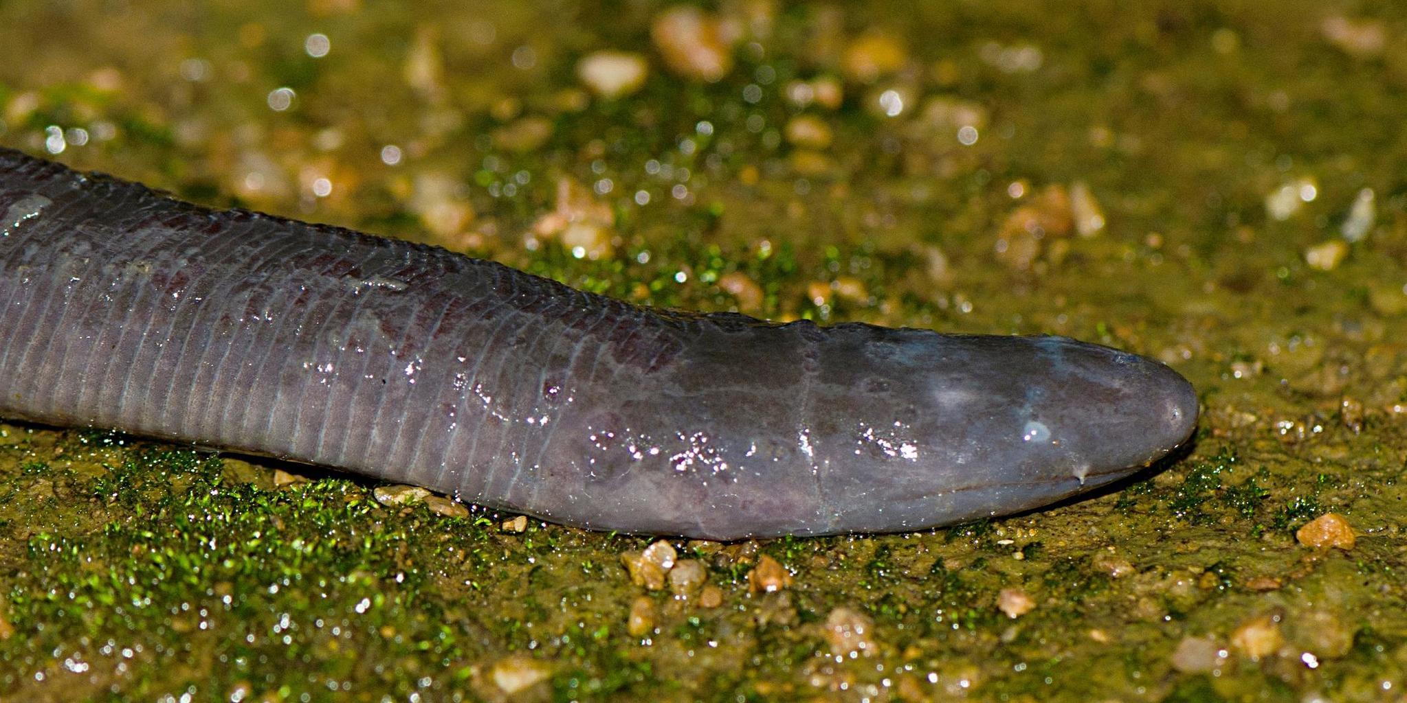 Ichthyophis Cardamomensis - Kambodža