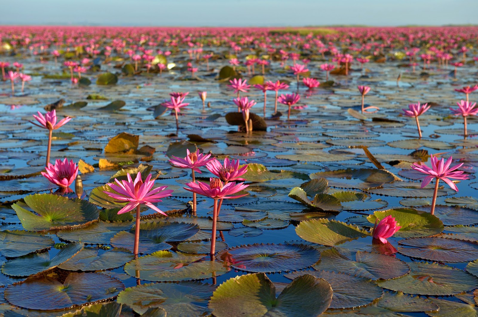 Jezero červených lotosů - Udon Thani - Thajsko