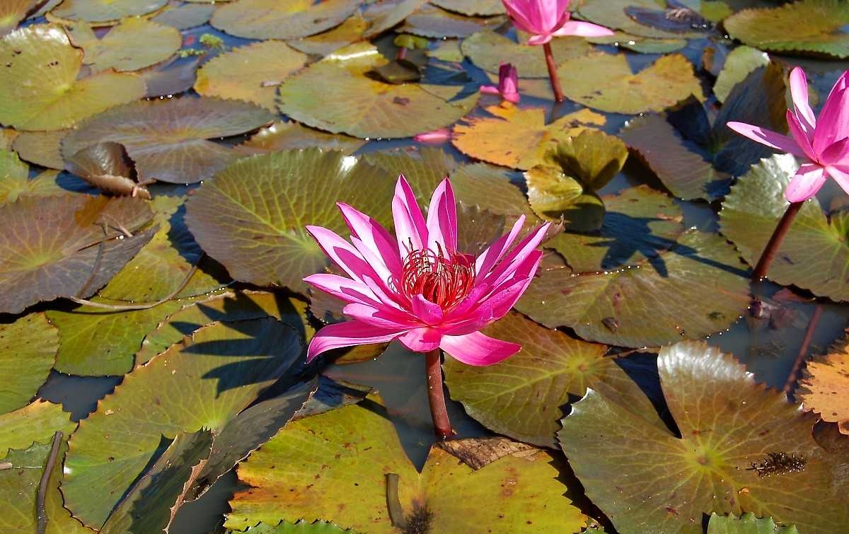 Jezero červených lotosů - Udon Thani - Thajsko