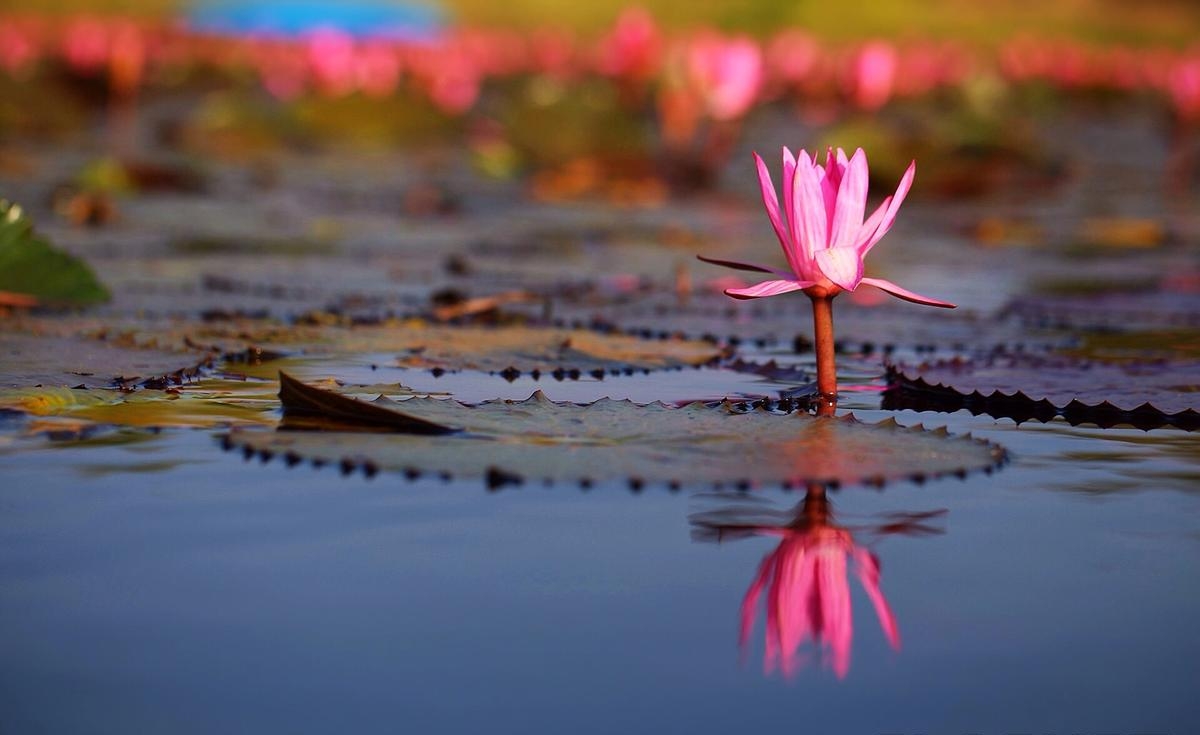 Jezero červených lotosů - Udon Thani - Thajsko