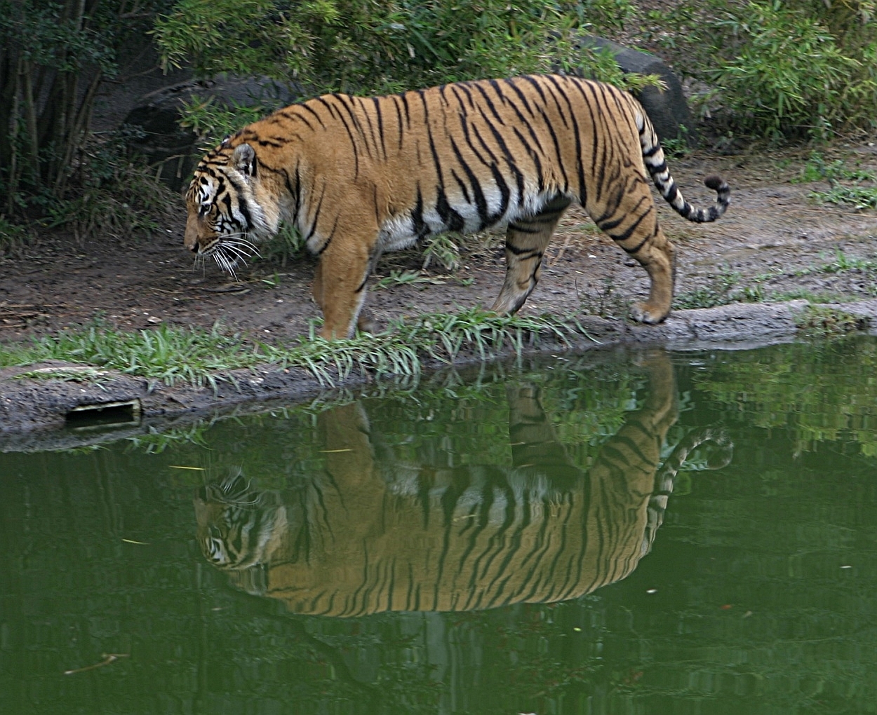 Tygr indočínský - kambodža