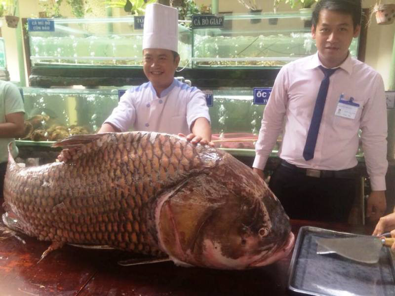 130 Kg, 150 cm, uloven v Mekongu