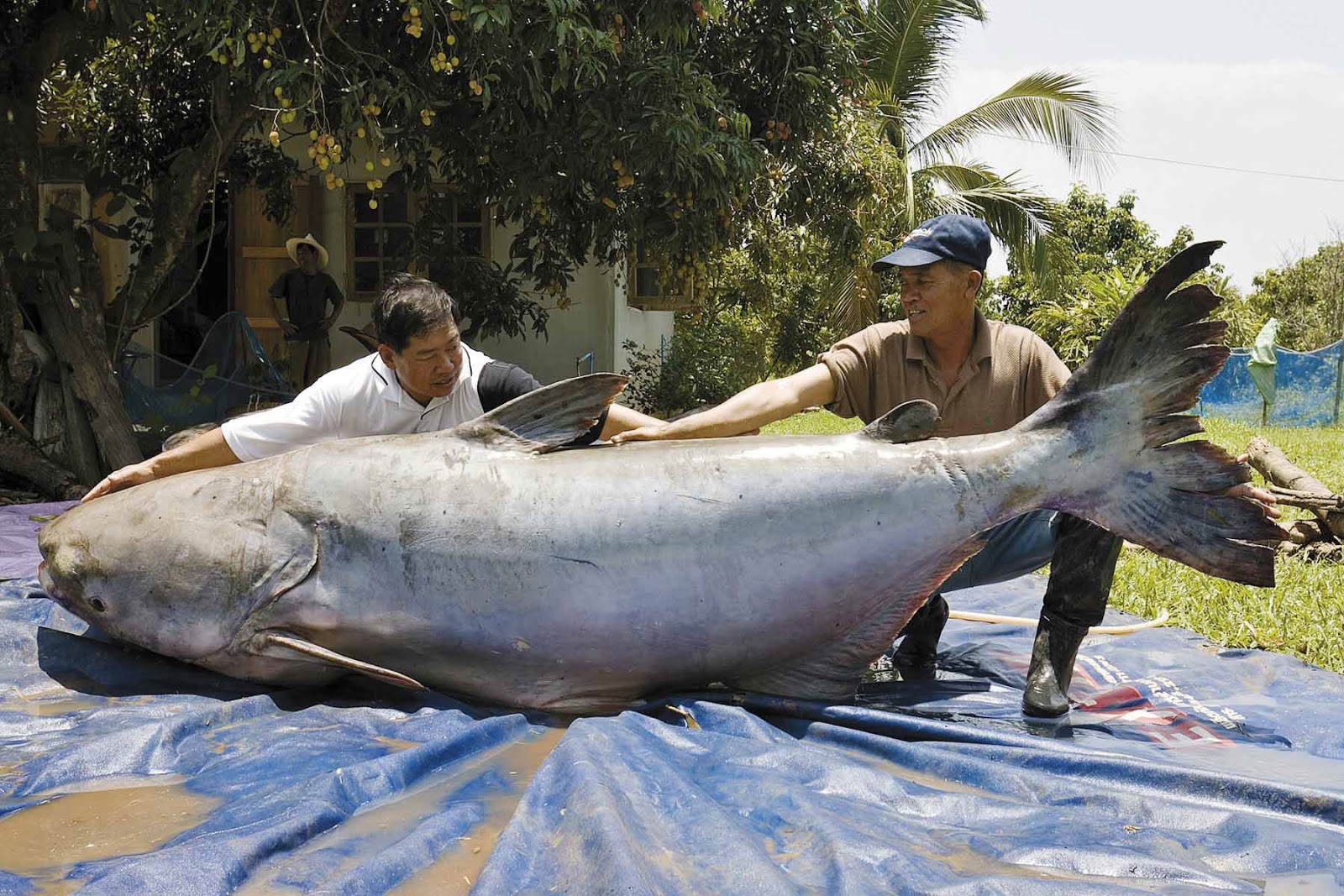 Rekordní úlovek z roku 2005 váha 293 kg, délka 270 cm Thajsko
