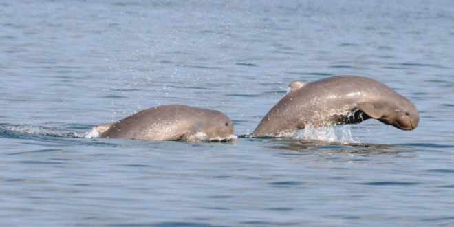 Kytovci na oceánské hladině v Thajsko a Kambodža, exotické mořské zvíře v tropickém prostředí.