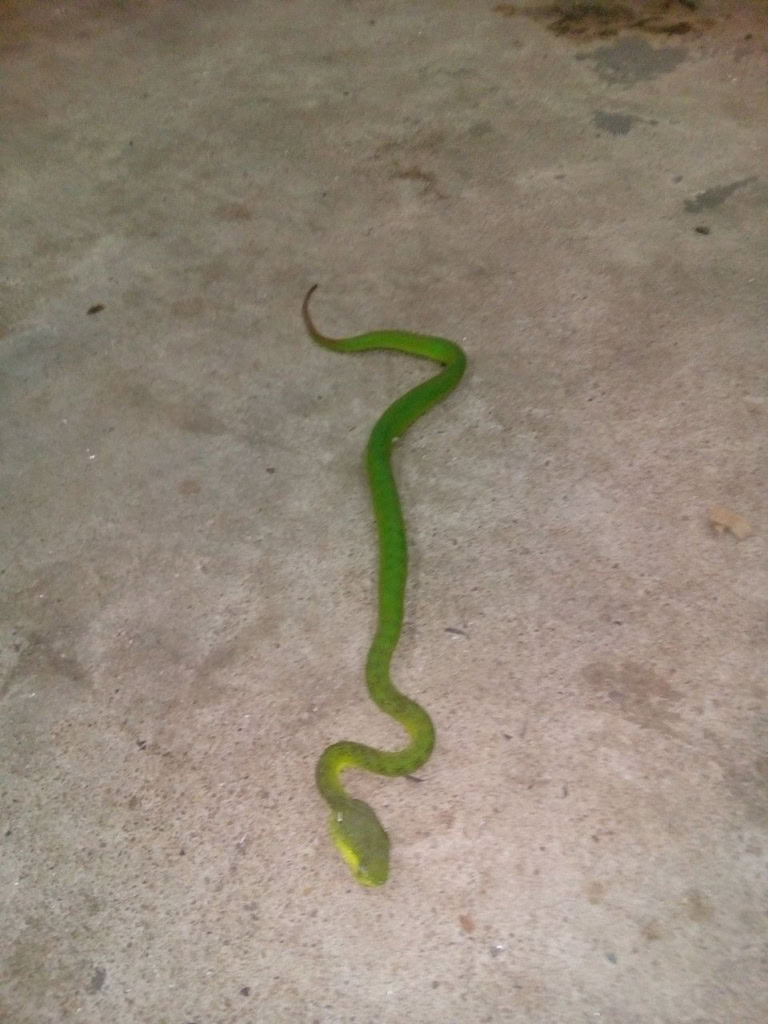 Chřestýšovec běloretý Phnom Penh Kambodža