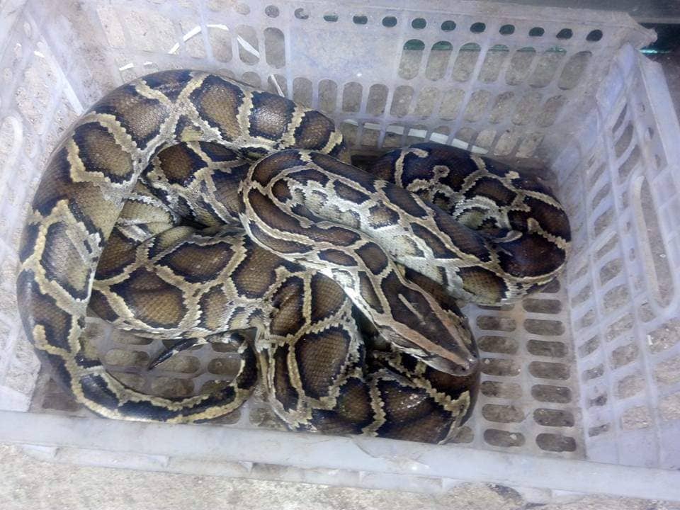 Krajta odlovená v Phnom Penh Kambodža