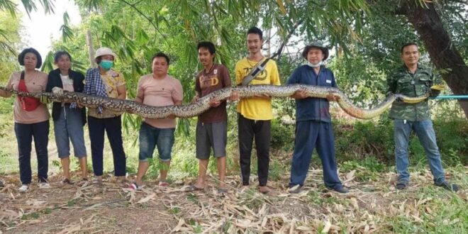 Obří anakonda s lidmi v džungli, Kambodža a Thajsko, exotická fauna a dobrodružství.