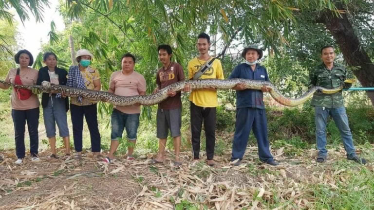 Obří anakonda s lidmi v džungli, Kambodža a Thajsko, exotická fauna a dobrodružství.